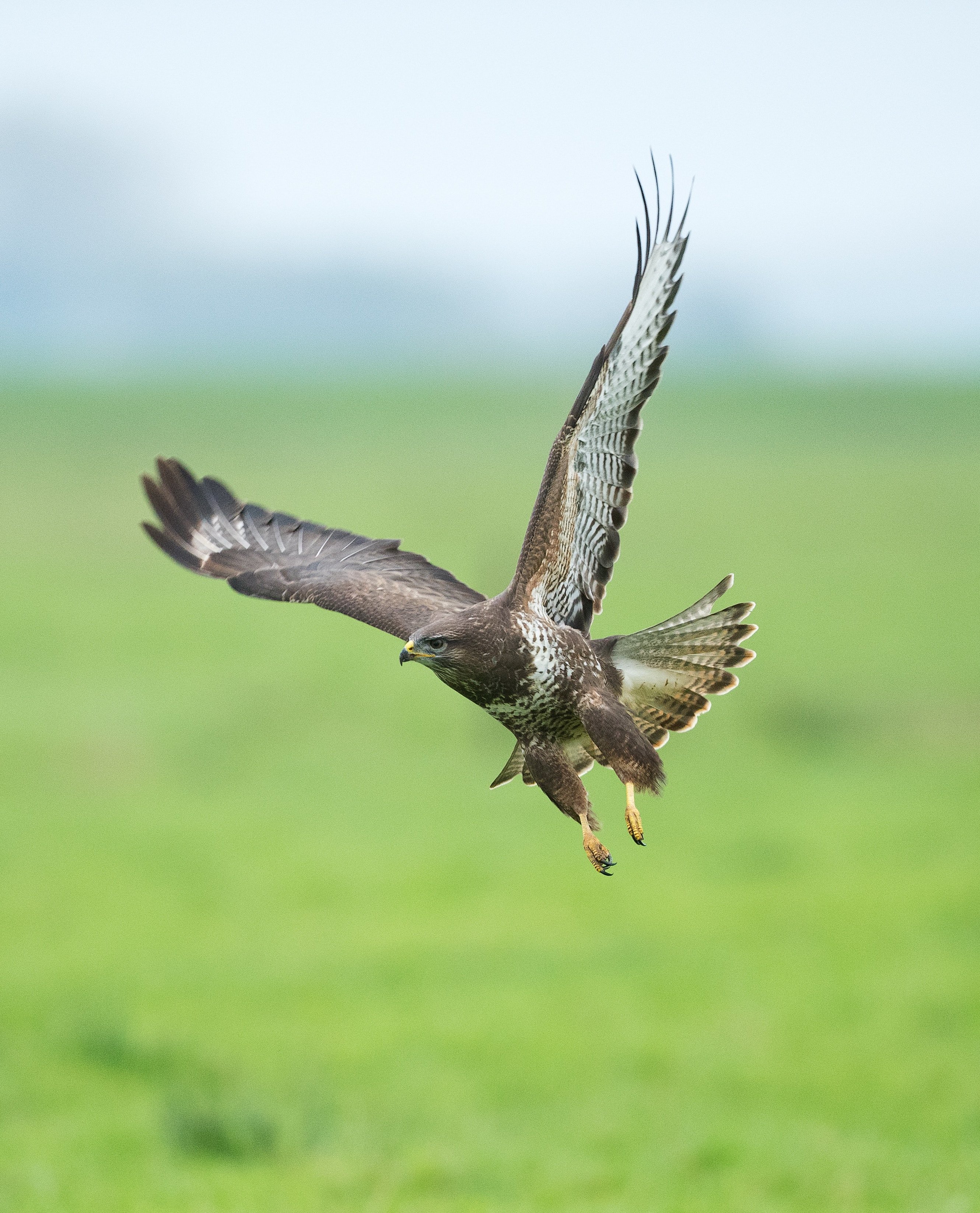 Hawk Swooping In