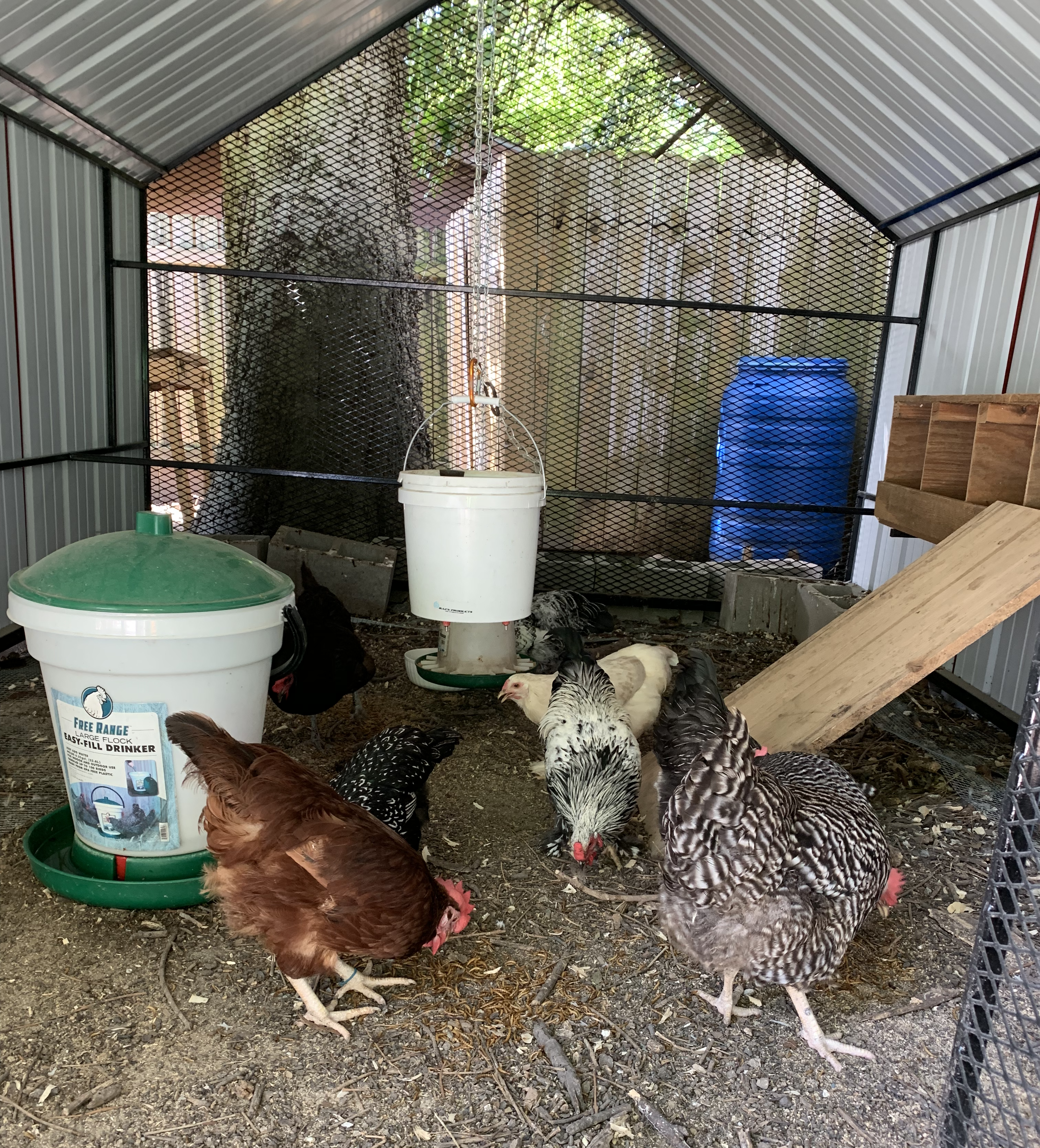 Chicken Coop Set Up