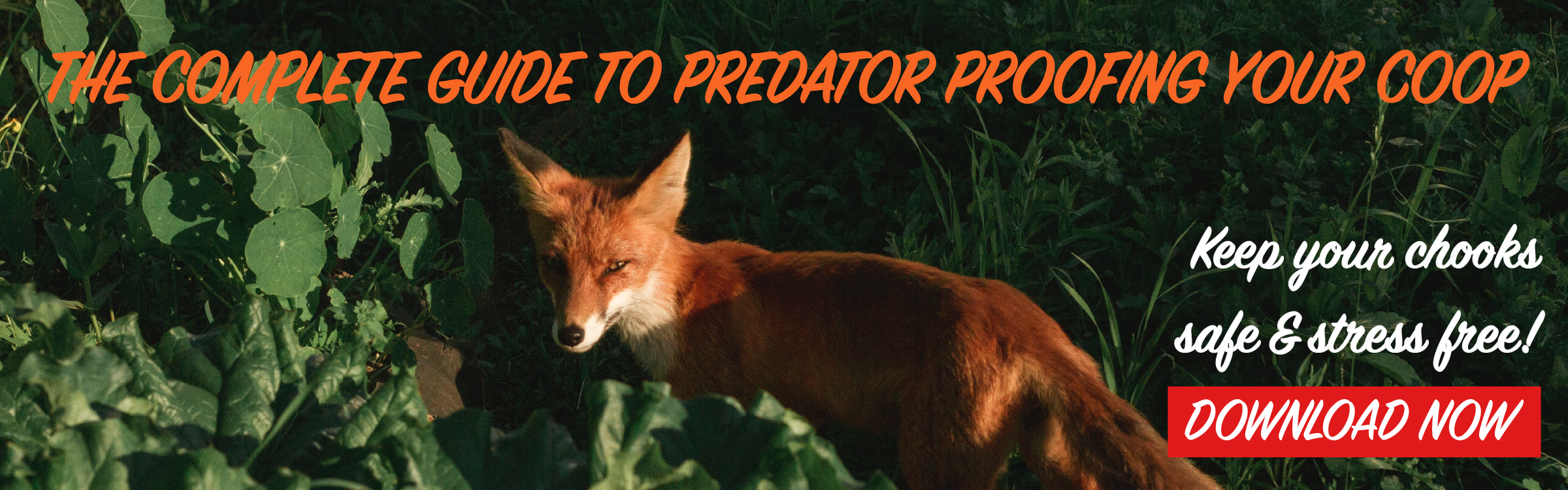 Predator proof your coop! Download the guide.